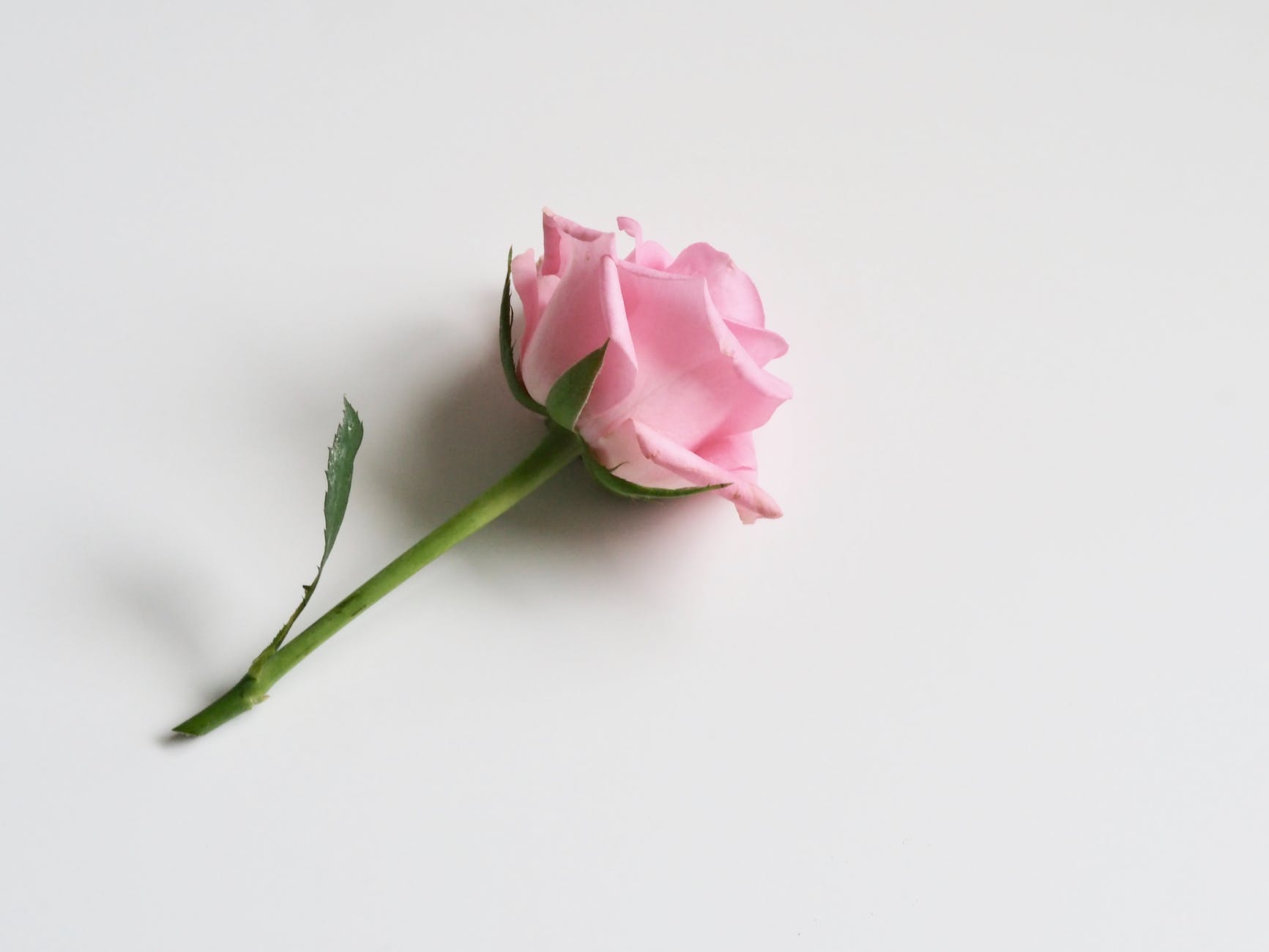 photo of pink rose on white surface